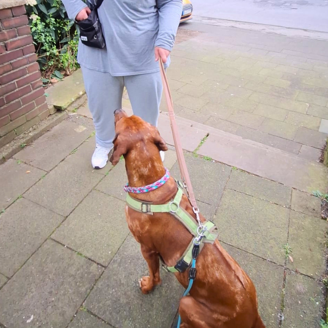 Therapieteam-Franke-Duisburg-tiergestützte-Therapie-Abnehmen-Gewichtsreduktion-Hund
